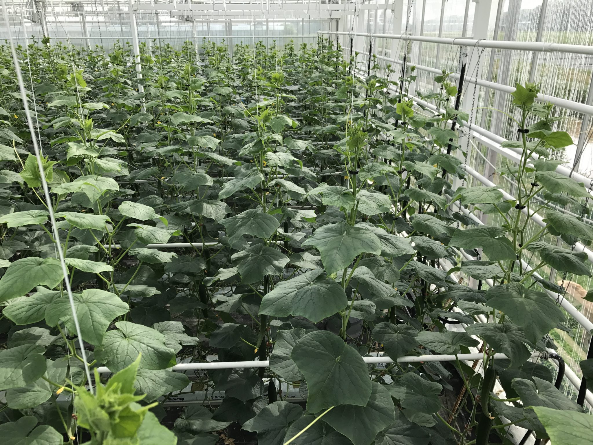 Cucumber crop healthy